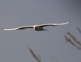 mouette rieuse en vol 7